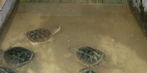 乌龟养殖场 乌龟养殖
