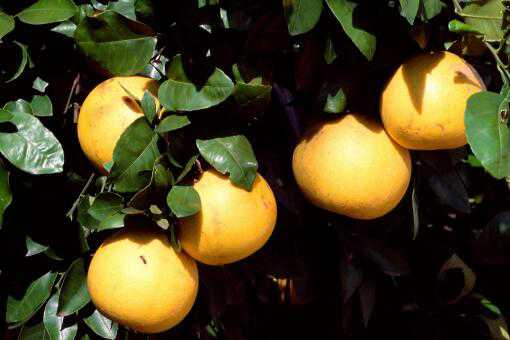 柚子树种植几年能结果 柚子种几年才可以结果