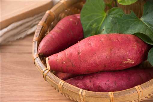 河南红薯种植时间和生长期 红薯种植时间和生长期