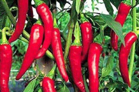 辣椒的功效作用及禁忌 辣椒的功效与作用，辣椒的禁忌