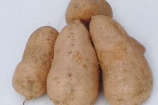 甜薯的功效与作用及禁忌是什么 甜薯的功效与作用及禁忌