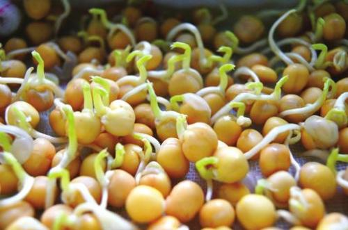 黄豆的种植方法步骤 黄豆的种植方法和技术