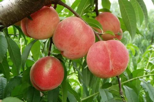 蜜桃亩产量多少斤 蜜桃亩产量多少斤正常