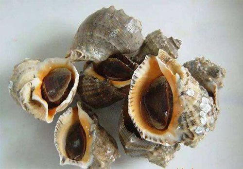 吃大海螺有什么好处 大海螺的营养价值，吃大海螺的好处