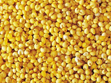大黄米的功效与作用，吃大黄米的好处