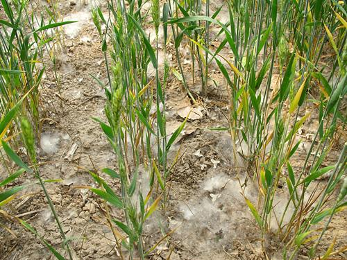 小麦干旱防治方法视频 小麦干旱防治方法