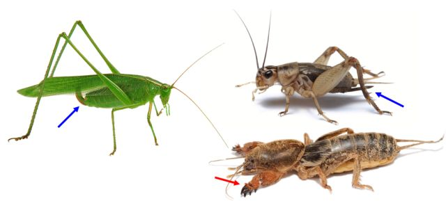 蚱蜢和蚂蚱的区别 蚱蜢和蚂蚱的区别图片 叫声