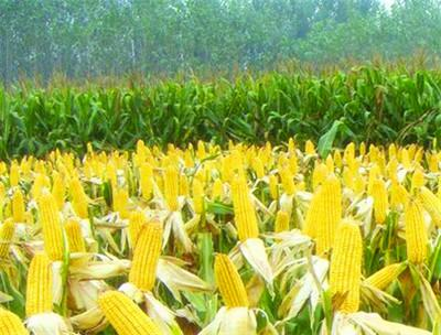 玉米亩产量有多少（玉米亩产量有多少吨）