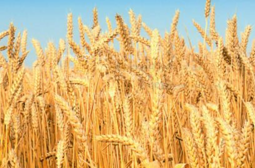 小麦的种植方法（小麦的种植方法和成长规律）