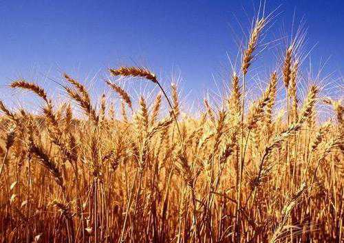 小麦亩产量最高多少斤 小麦亩产量多少斤