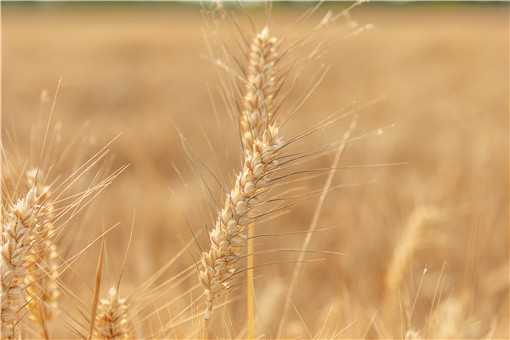 十月份种小麦可以吗 小麦12月份种可以吗