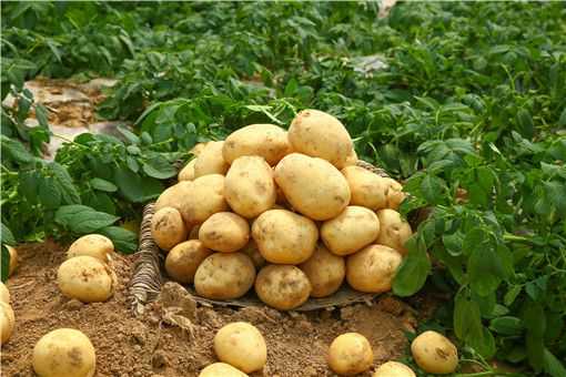 马铃薯用什么繁殖