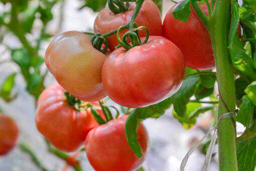 催熟西红柿有哪些危害
