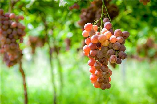 葡萄常见的病害有哪些如何防治 葡萄常见的病害有哪些