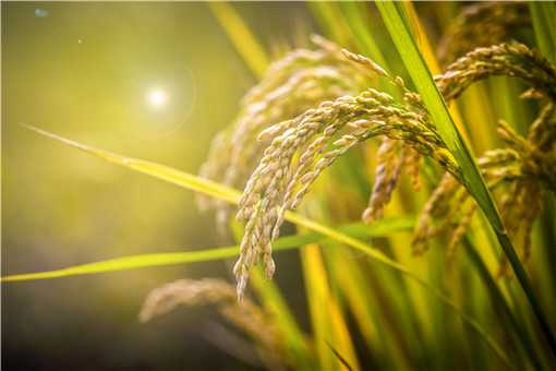 十种水稻常见病虫害以及科学防治方法