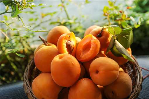 黄桃的种植与管理技术是什么