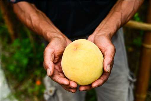 黄桃的种植与管理技术