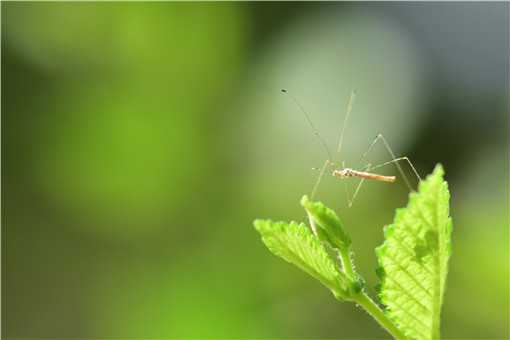 常见的驱蚊植物有哪些 驱蚊植物有哪些:12种常见的驱蚊植物