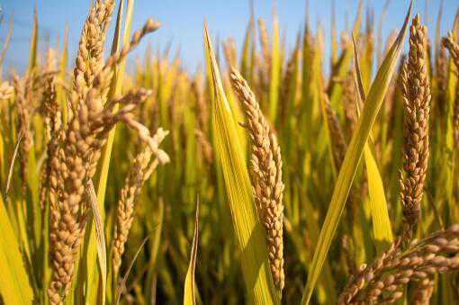 超级稻亩产多少（超级稻亩产多少?）