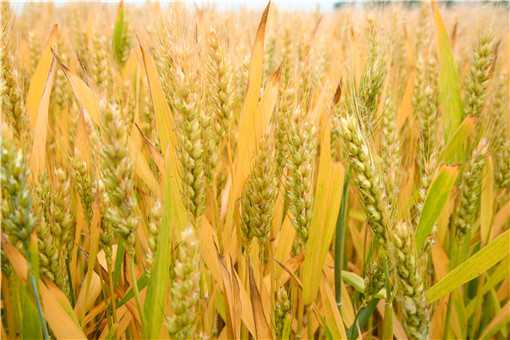 小麦灌浆期如何管理