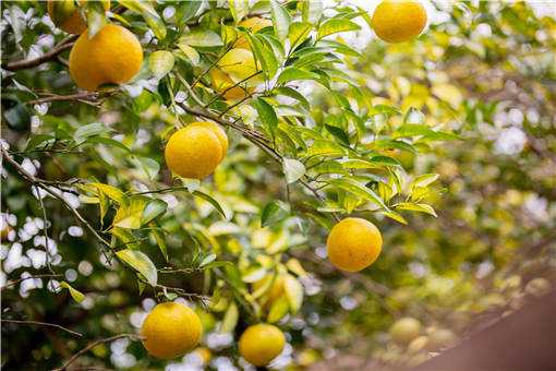 柑橘类水果怎么保鲜 5月柑橘保果方法有哪些