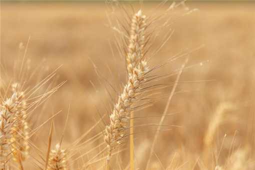 如何判断小麦是否可以收割