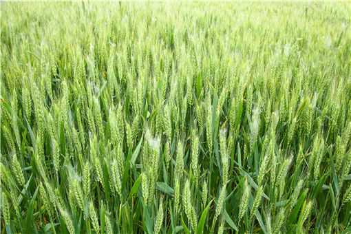 小麦高产种植技术要点有哪些（小麦高产栽培技术要点）
