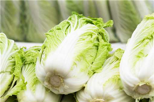 白菜常见的病虫害有哪些呢 白菜常见的病虫害有哪些