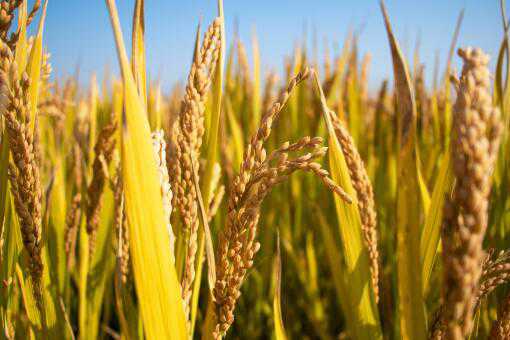 2020年湖南种植水稻补贴多少钱 2021年湖南省稻谷补贴多少钱一亩