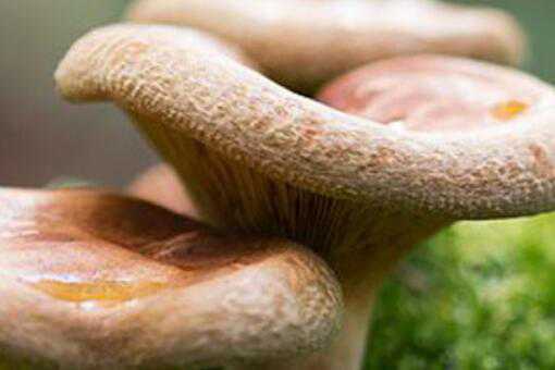 松树菌的保存方法有哪些 松树菌的保存方法有哪些图片