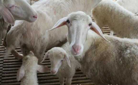 母羊多胎技术，母羊多胎高产的有效方法