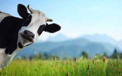 奶牛腹壁疝症状是什么 奶牛腹壁疝症状
