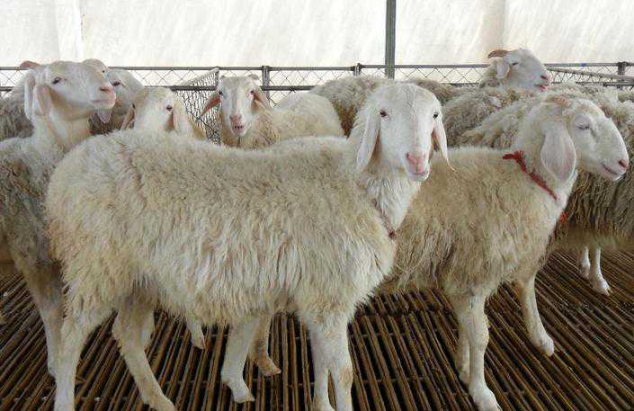 养羊需要什么技术 养羊引种前应该做好那些技术准备