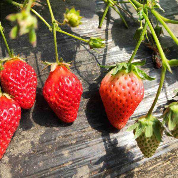 草莓什么时候种植最好 四季草莓什么时候种植最好