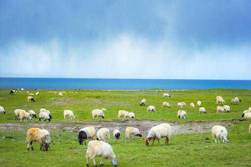 养50只羊一年能赚多少钱 养50只羊一年能挣多少钱