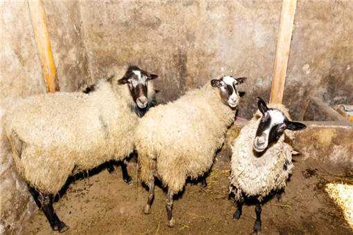 春季细菌多，羊舍消毒方法有哪些 给羊舍消毒细菌性用什么消毒液