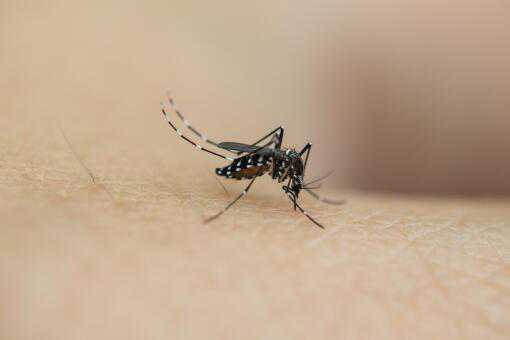 蚊子喜欢什么血型 蚊子喜欢什么血型的人 最招蚊子的五大人群