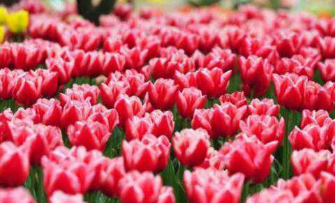 荷兰销毁百万束鲜花是怎么回事