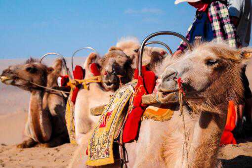 年迈骆驼被卖后独行100公里回家！具体怎么回事？在沙漠它有天敌