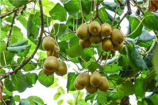 软枣猕猴桃是热性还是凉性水果 猕猴桃是热性还是凉性水果
