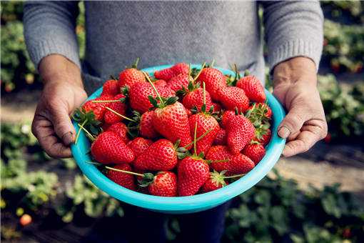 2020年个体户栽培高架草莓赚钱吗（2020种植草莓还能赚钱吗）