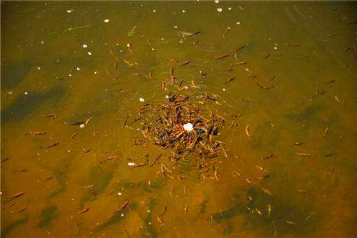 新建鱼塘用什么消毒 新挖的鱼塘怎样处理消毒