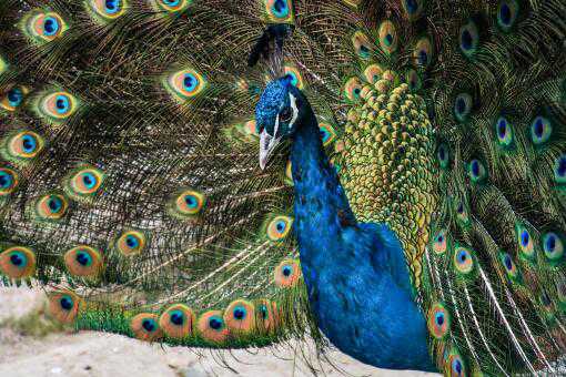 蓝孔雀是几级保护动物
