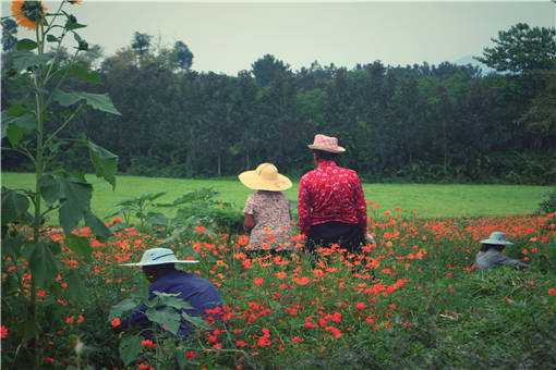 鲜花经济促农民增收