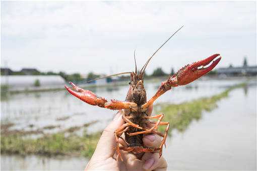 夏季小龙虾养殖实用技术 梅雨季小龙虾养殖管理方法有哪些