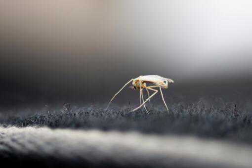 怎么有效驱蚊