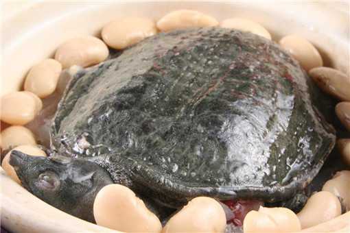 2020养殖的甲鱼能吃吗 养殖甲鱼能吃吗?