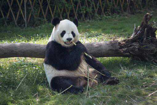 黑河国家森林公园首次发现大熊猫！具体在哪里？大熊猫为什么是国