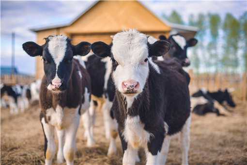 一头奶牛一年的养殖成本和利润是多少？附养殖技术要点！