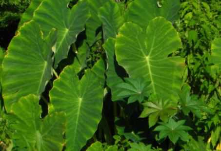 独角莲是什么科植物 独角莲别名叫什么